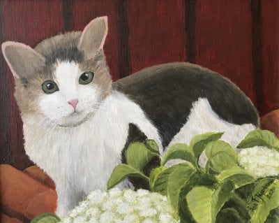 /katt-hortensia.jpg